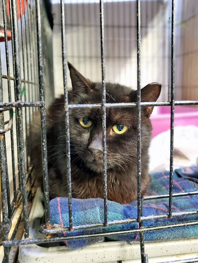 Sad black cat in a cage.