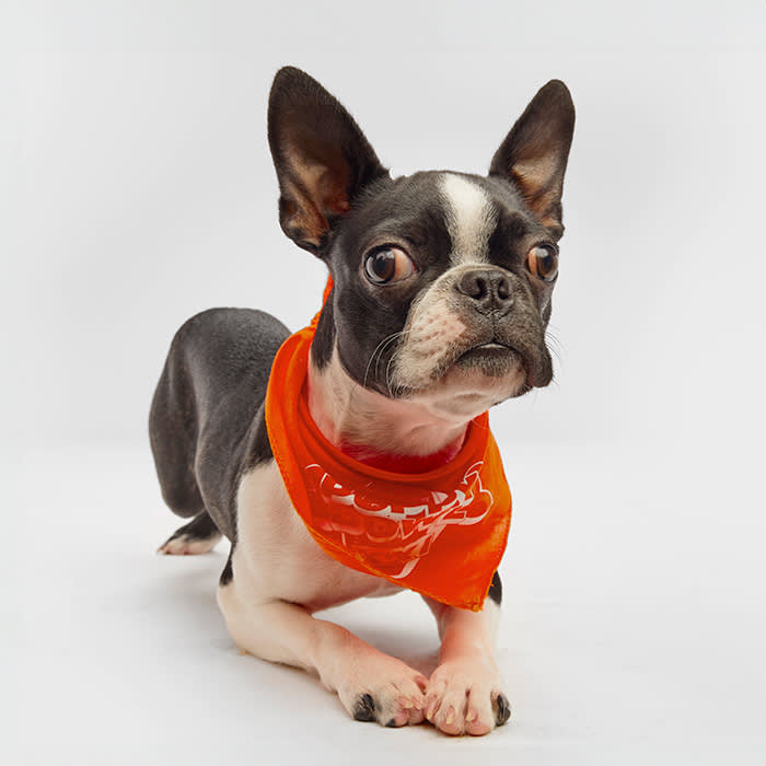 Trio Puppy Bowl 2025