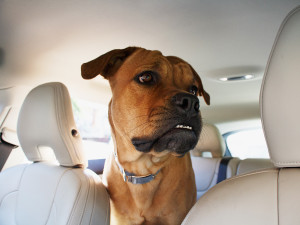 Boxer dog sits in back of car with head in the front