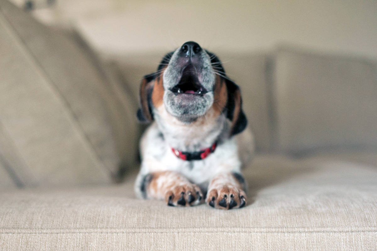 Dog barking on a couch