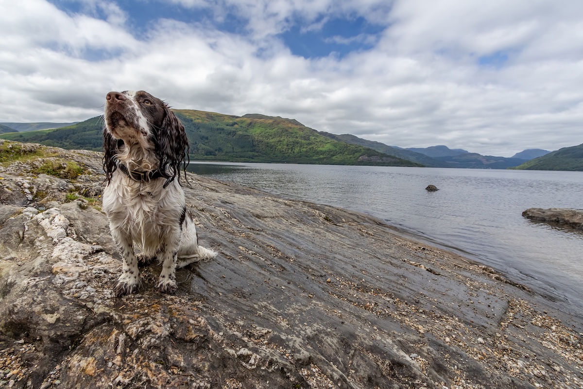 a picture of a dog on the banks of loch lomond