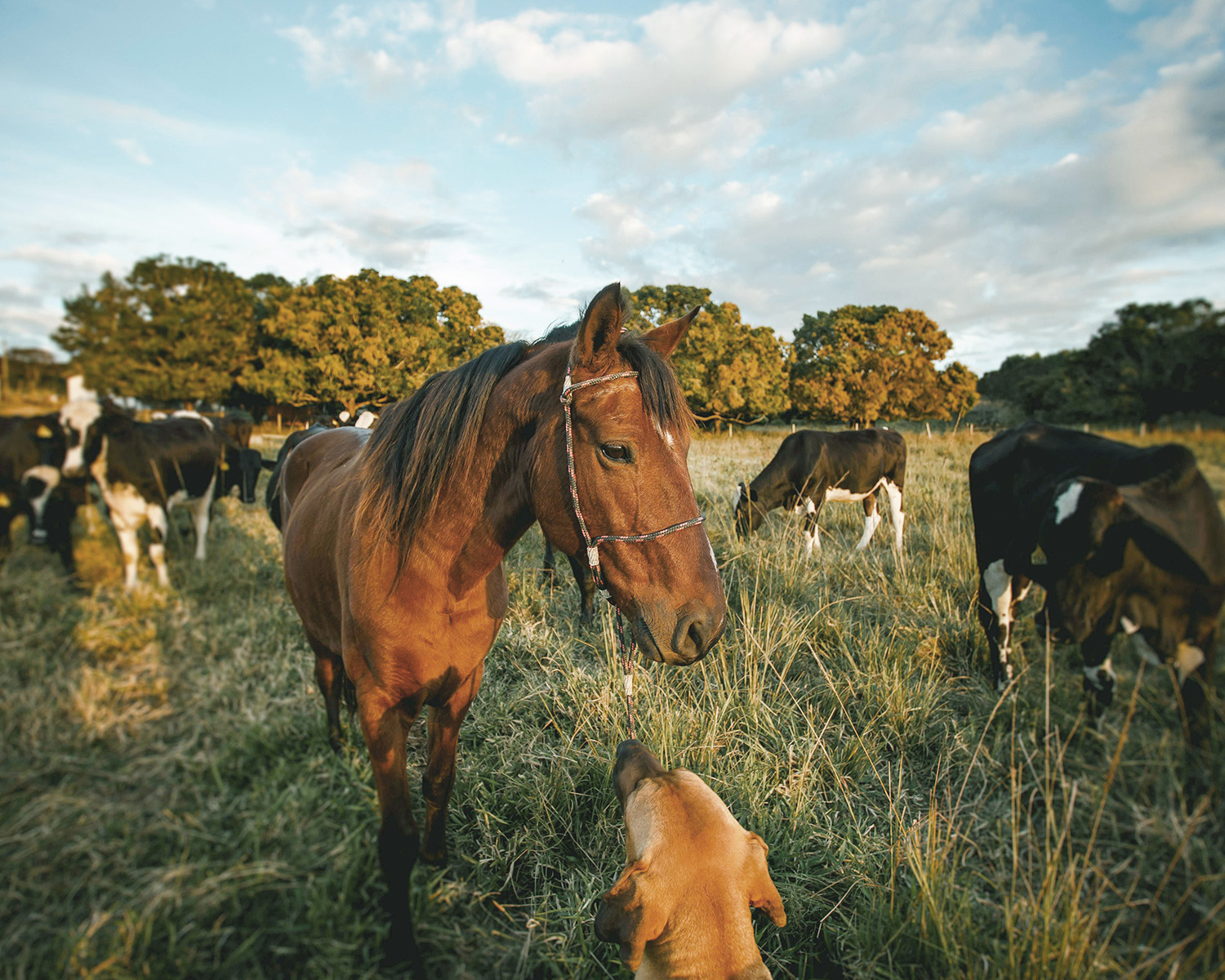 a dog in a field of horses and cows looking at them