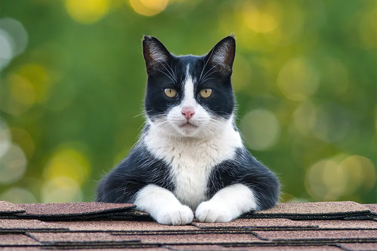 Tuxedo cat