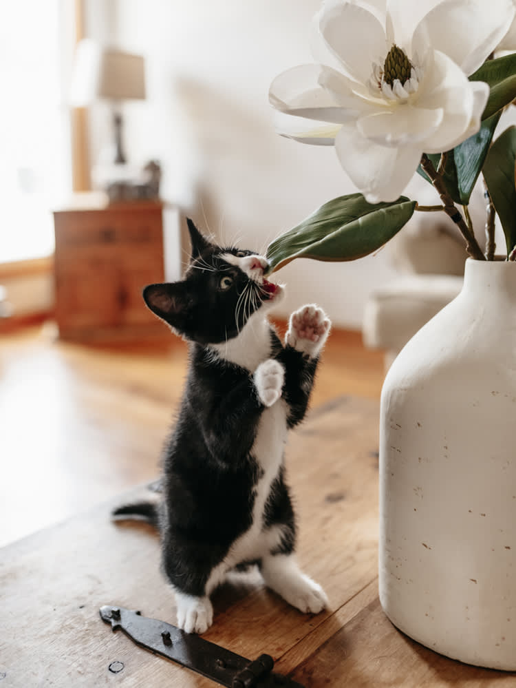 A black and white kitten nibbling on the leaf of a plant in a livingroom. 