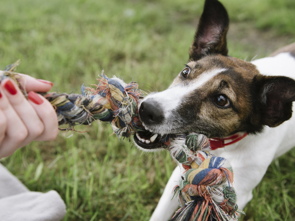 What Type of Chew Toys are Safe for Dogs?