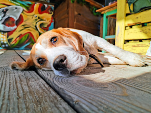 Dog laying outside in the sunshine.