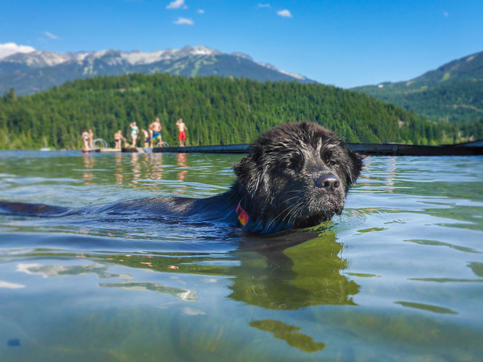 Black dog swimming in a lake with people standing on a pier in the background and forest and mountains in the far distance