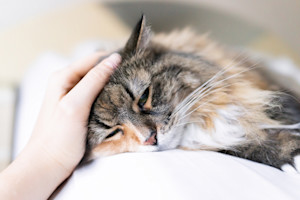 poorly looking maine coon cat with a hand stroking their head