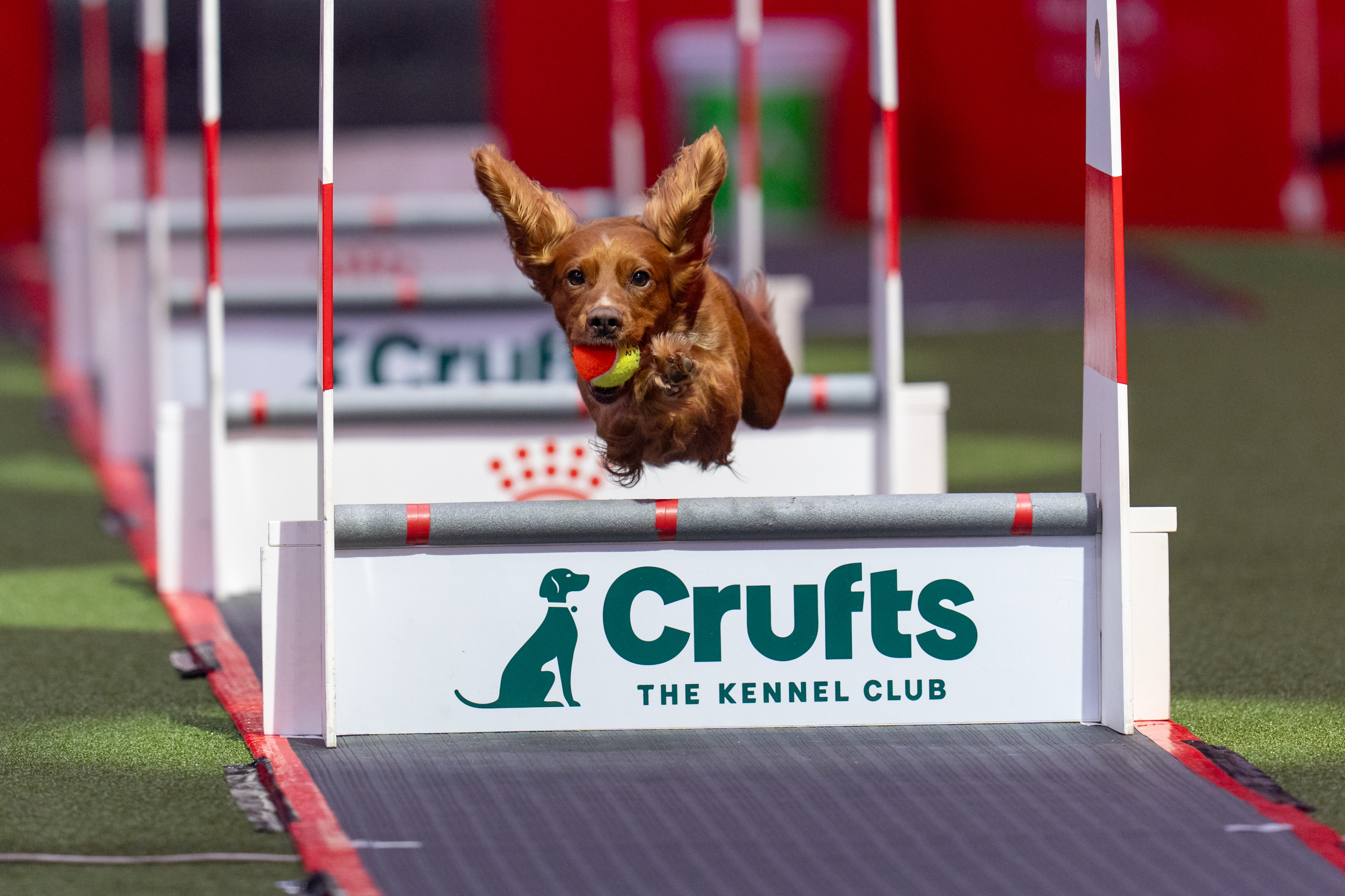 A dog competing in the flyball  competition at Crufts 2025