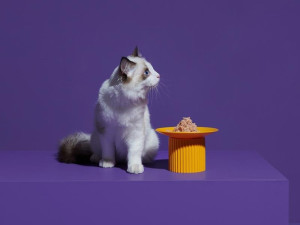 White and brown cat on deep purple background next to yellow modern cat bowl