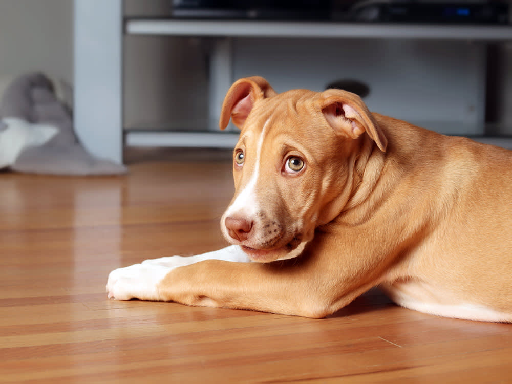 Puppy dog with guilty look lying on the floor.