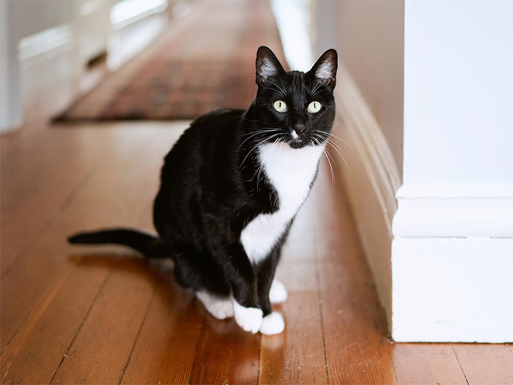 Lisa Buhler's tuxedo cat