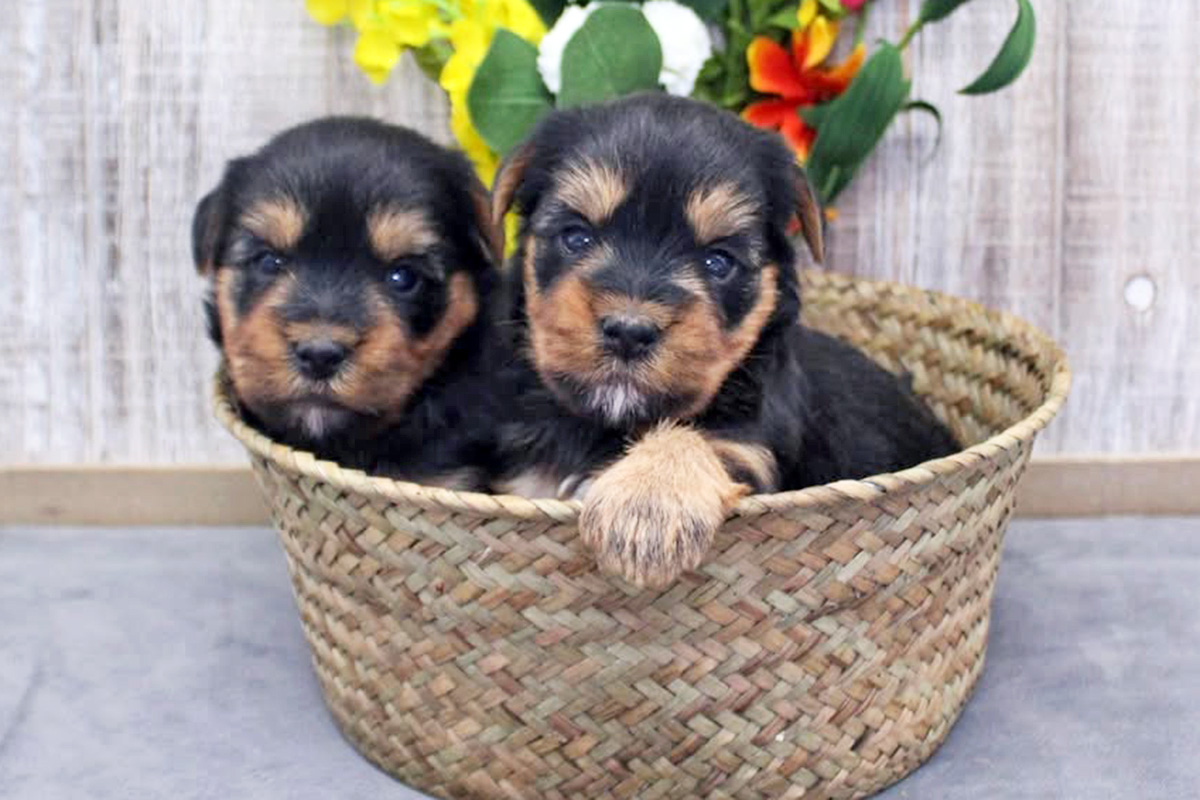Two cloned dogs inside a basket