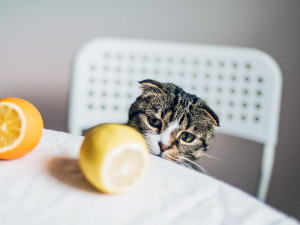 Home cat sitting on a chair with citrus.