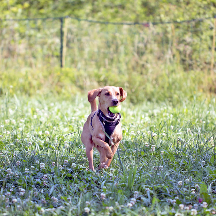 Dog with a ball running through a field