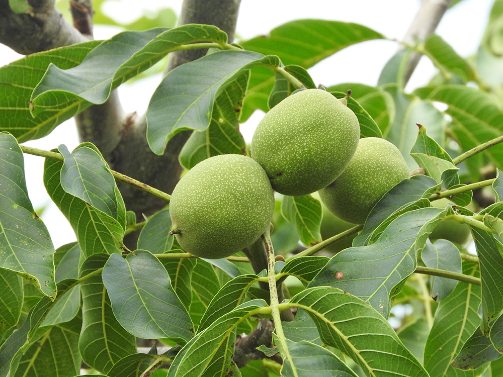 Walnut tree