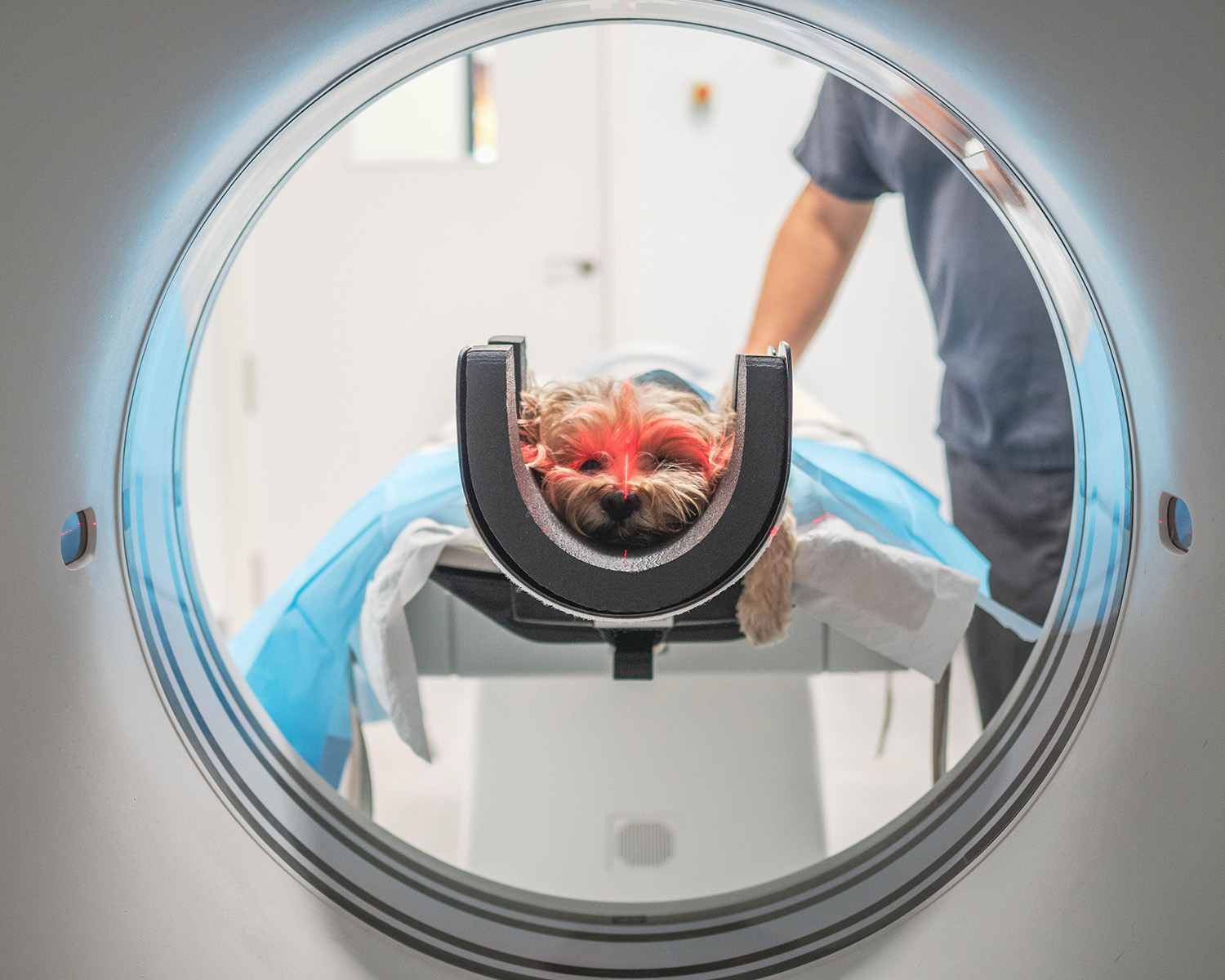 Dog in an MRI machine