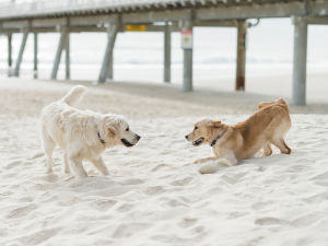 A golden retriever and a Labrador staring at each other on a beach. 