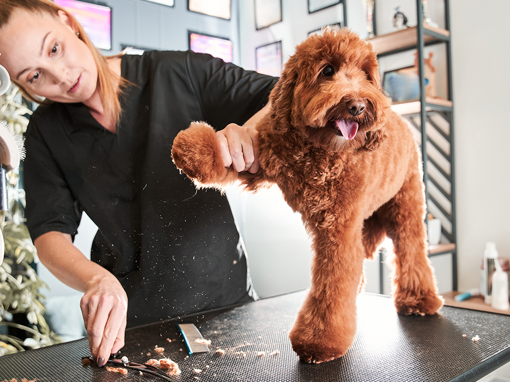 Dogs that 2024 need grooming