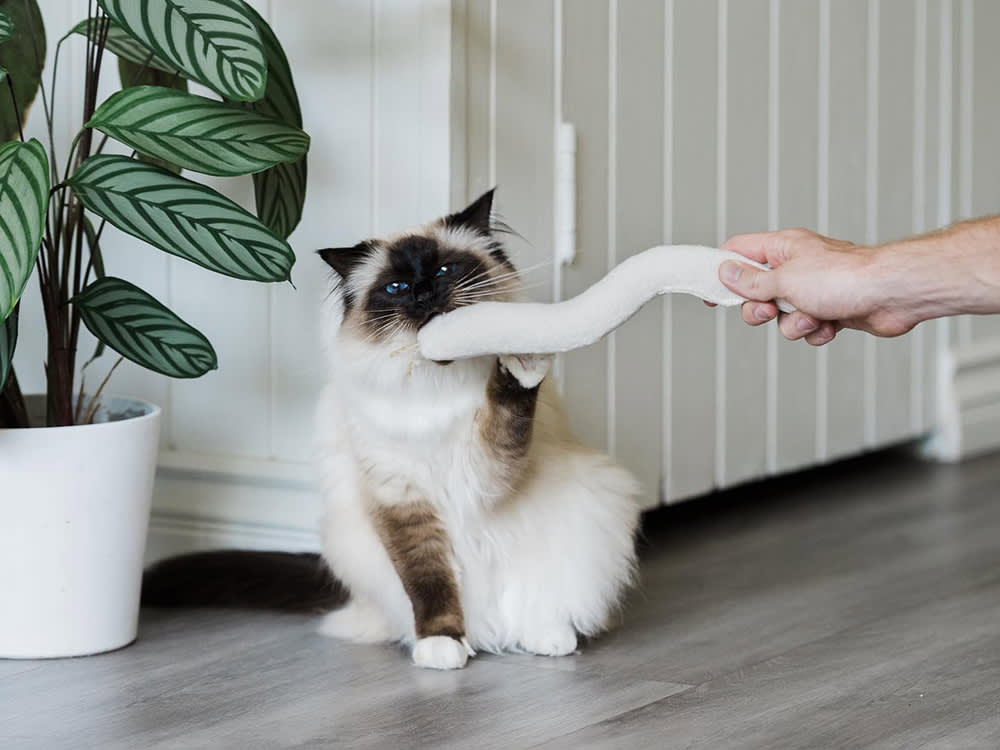 A fluffy Siamese cat sitting on the wooden floor playing with a the Snake Cat Toy from Boba and Vespa next to a striped Calathea plant