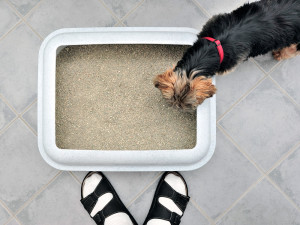 Birds-eye view looking down on a litter box with a dog looking into the box