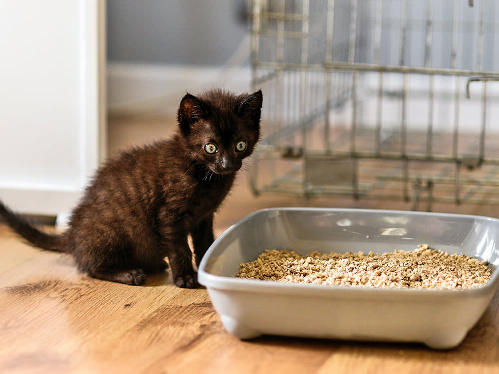 Cute small black kitten sitting by a litter box at home.