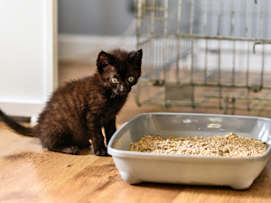 Cute small black kitten sitting by a litter box at home.