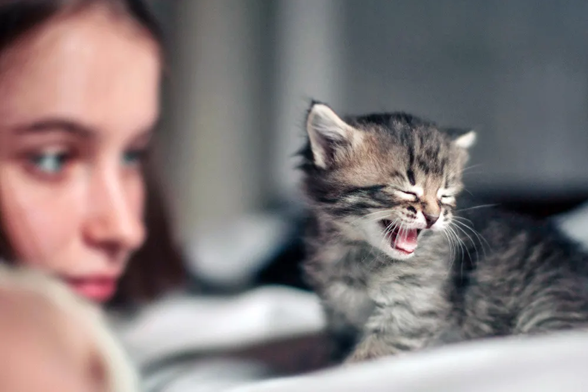Cat vocalizing
