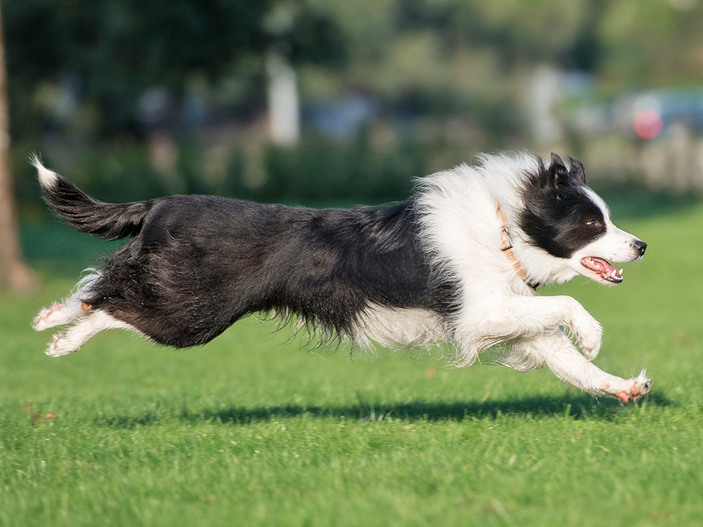 Border Collie running