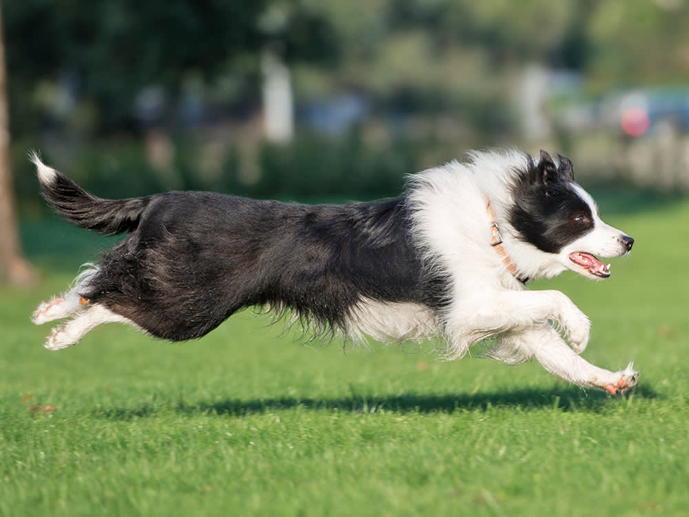 Border Collie running