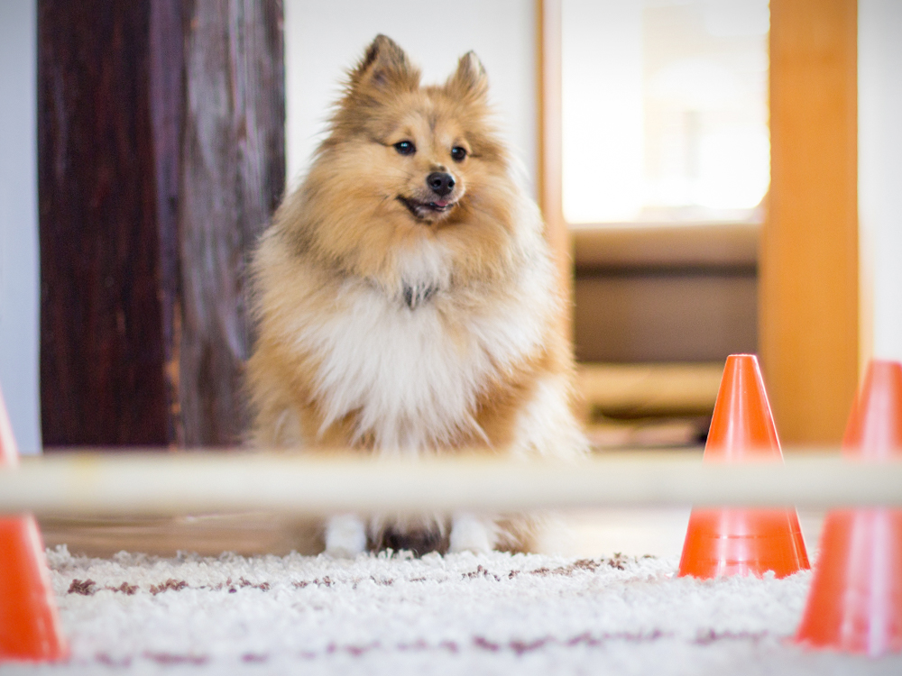 Indoor Agility Obstacle Course for Dogs · The Wildest