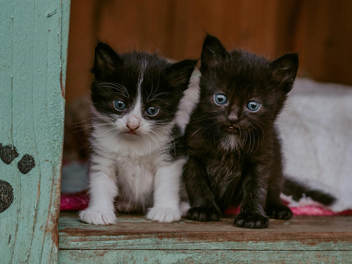 two kittens