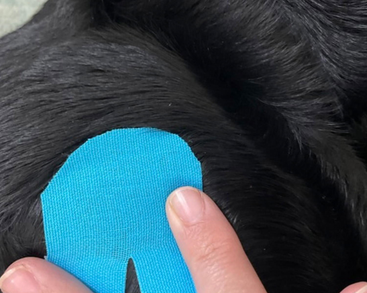 applying k-tape to dog