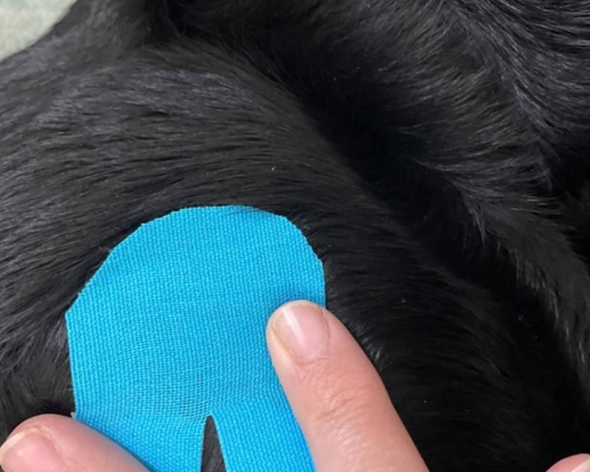 applying k-tape to dog