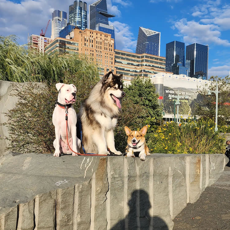 dogs on the Highline 