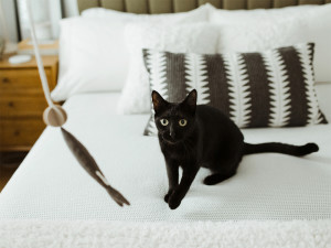 Black cat staring at a cat toy