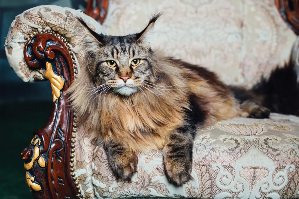 Maine Coon cat