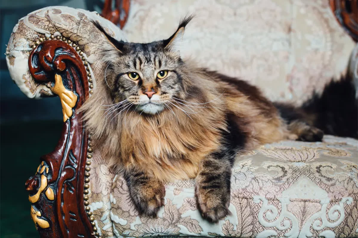 Maine Coon cat