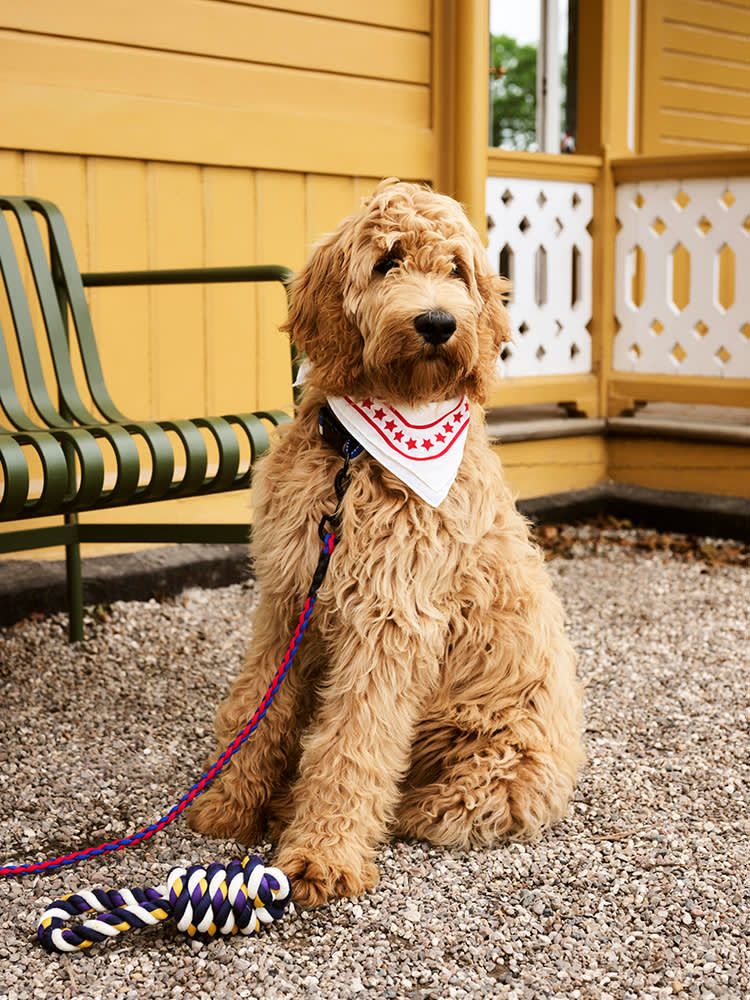 Golden dog with white and red neckerchief, blue and red rope lead and purple, yellow and white rope toy, all from HAY