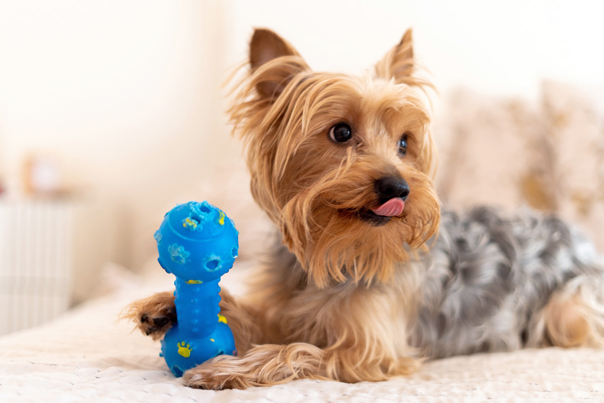 Yorkshire Terrier with a toy 