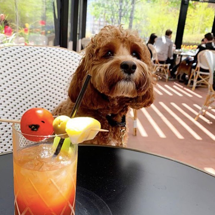 small dog at Taureaux Tavern