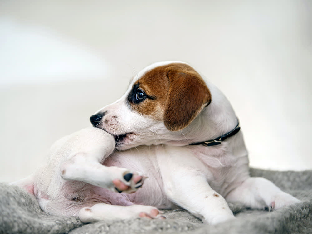 Small Beagle dog scratching his leg with mouth.