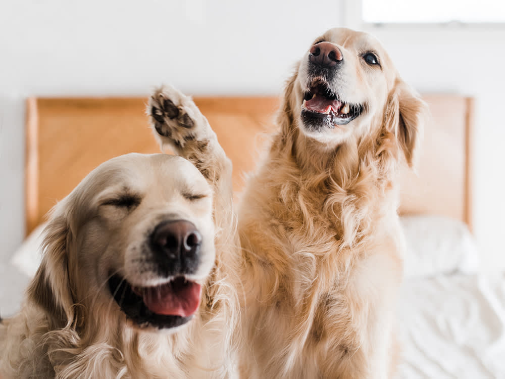 Two happy Golden Retriever dogs sitting on the bed together