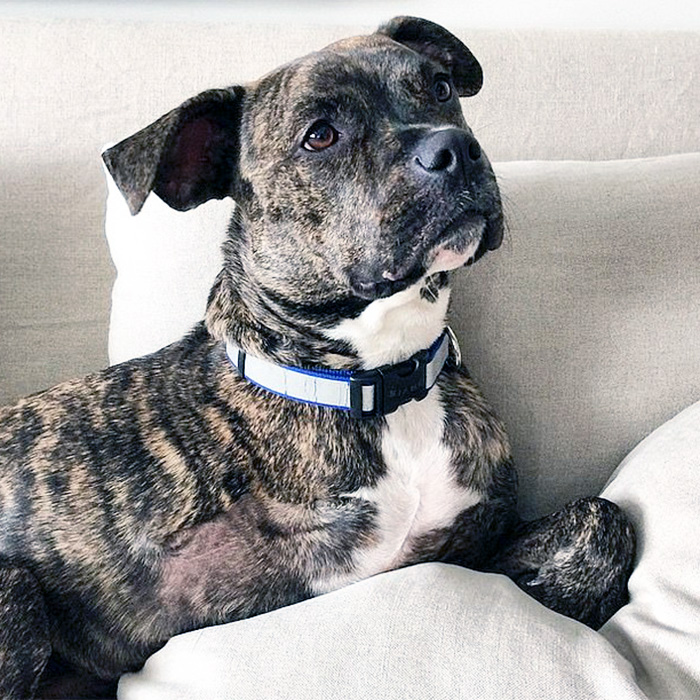 Jon Stewart's Pit Bull, Dipper