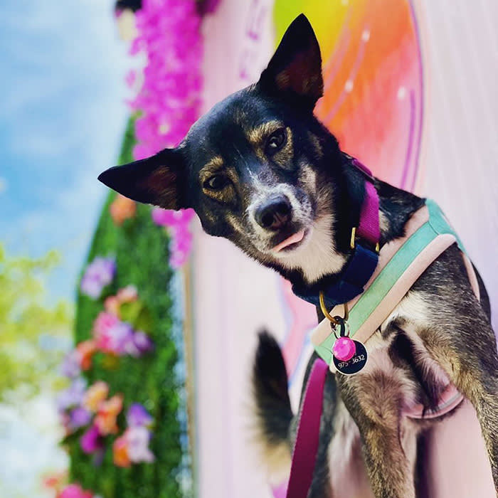 dog with floral background