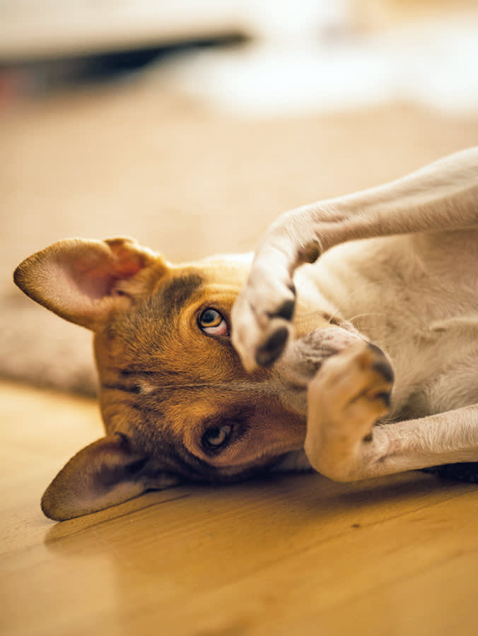 Dog itching his face at home on the floor.