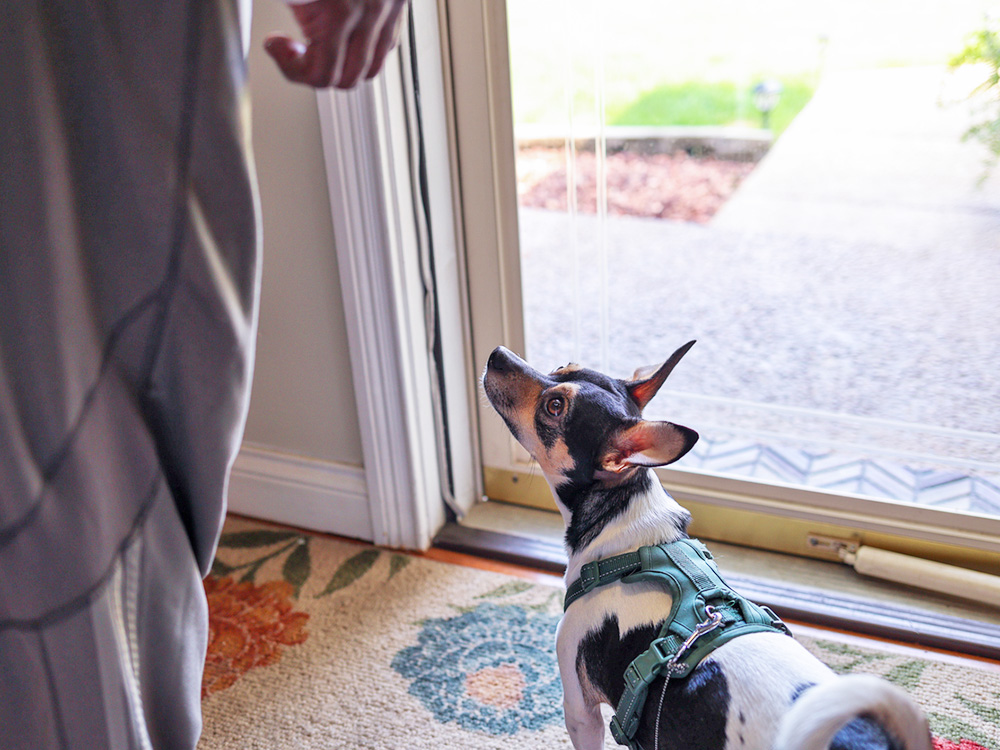 how-long-can-puppies-hold-their-pee-the-wildest