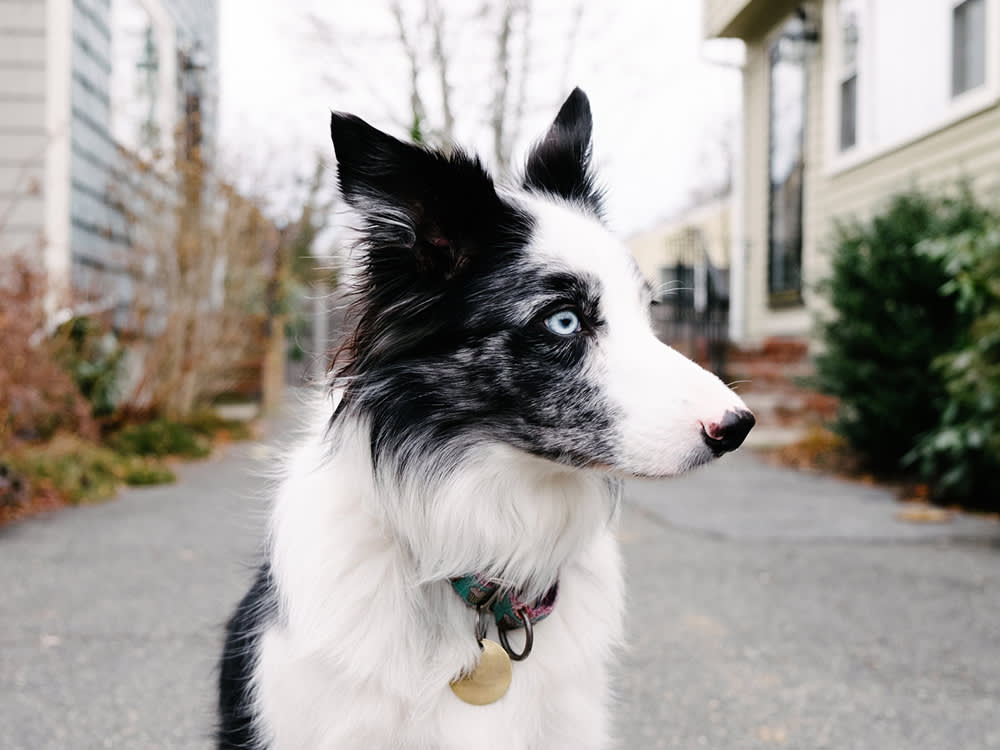 Close-up portrait of a wide-eyed Border Collie dog standing in the driveway of her home