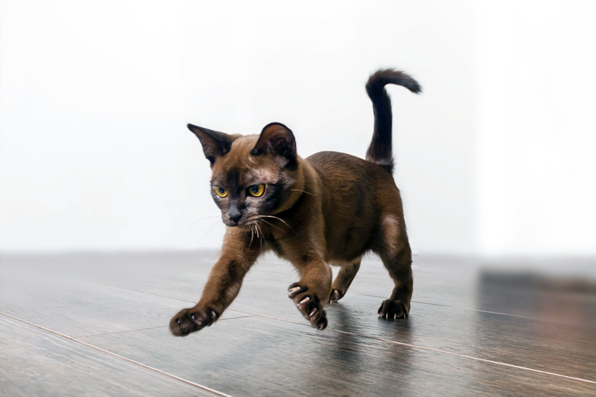 Cat running