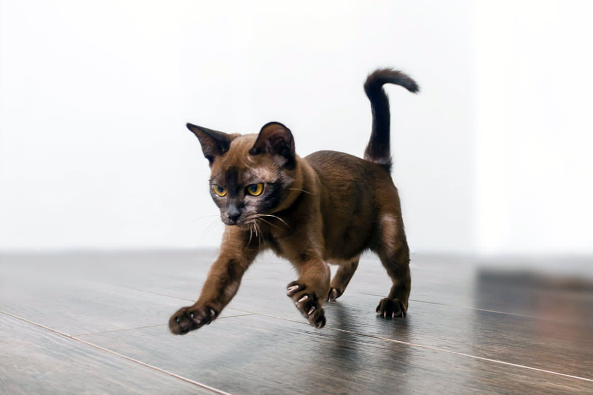 Cat running